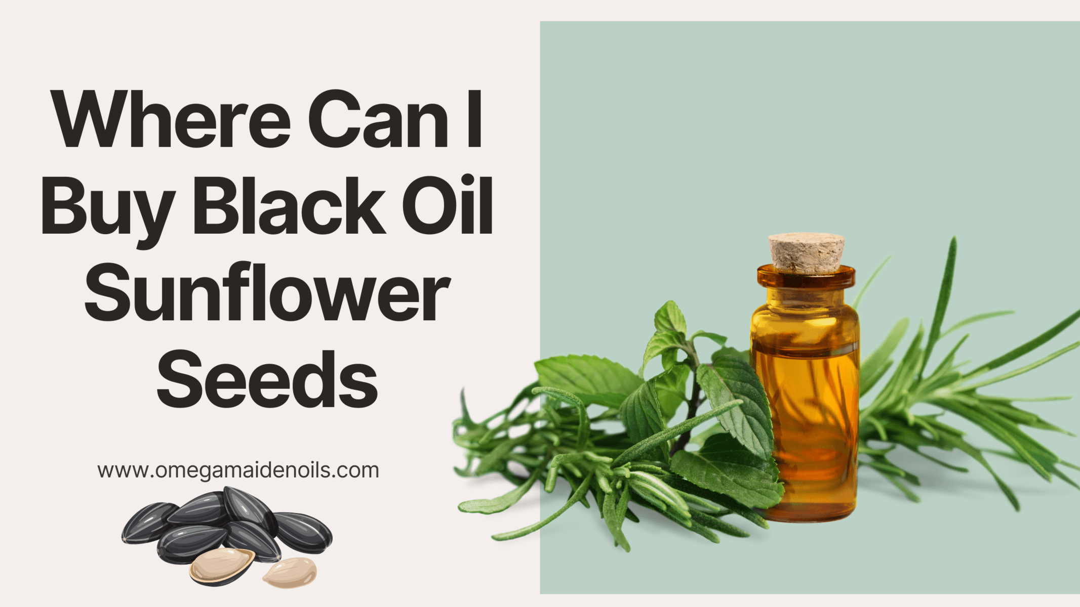 Where Can I Buy Black Oil Sunflower Seeds
